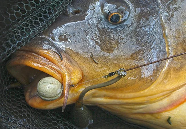 Go to carp.html
